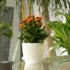 Kalanchoe  fleurs oranges