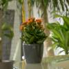 Kalanchoe  fleurs oranges