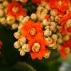 Kalanchoe  fleurs oranges