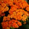 Kalanchoe  fleurs oranges