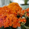 Kalanchoe  fleurs oranges