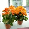 Kalanchoe  fleurs oranges