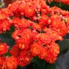 Kalanchoe  fleurs oranges