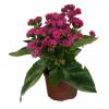 Kalanchoe  fleurs roses