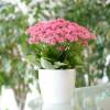 Kalanchoe  fleurs roses