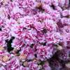 Kalanchoe  fleurs roses