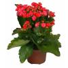 Kalanchoe  fleurs rouges