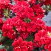 Kalanchoe à fleurs rouges
