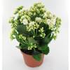 Kalanchoe  fleurs blanches