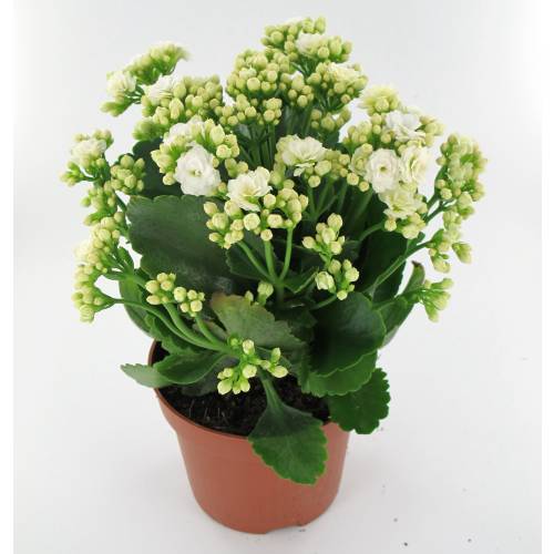 Kalanchoe à fleurs blanches : vente Kalanchoe à fleurs blanches / Kalanchoe  alba