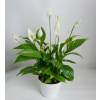 Spathiphyllum, Fleur de lune