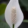 Spathiphyllum, Fleur de lune