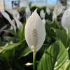 Spathiphyllum, Fleur de lune