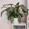 Aglaonme, Aglaonema