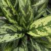 Aglaonme, Aglaonema