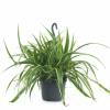 Chlorophytum, Plante araigne