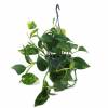 Pothos, Scindapsus