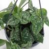 Pothos, Scindapsus