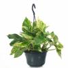 Pothos, Scindapsus