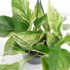 Pothos, Scindapsus