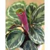 Calathea, feuillage vert et blanc