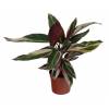 Calathea, feuillage lancol