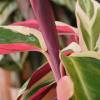 Calathea, feuillage lancol