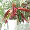 Calathea, feuillage lancol