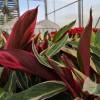 Calathea, feuillage lancol