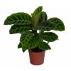 Calathea, feuillage zbr