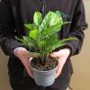 Calathea, feuillage zbr