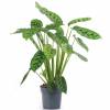 Calathea, feuillage zbr