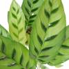 Calathea, feuillage zbr