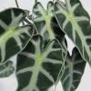 Alocasia noir, Alocasia amazonica