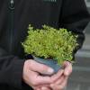 Thym citron dor�