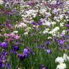 Iris japonais 'Caprician Butterfly'