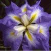 Iris japonais 'Ocean Mist'