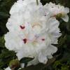 Pivoine blanche