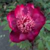 Pivoine rouge