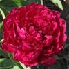 Pivoine rouge