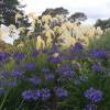 Agapanthe 'Purple Cloud'