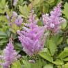 Astilbe Rose