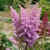 Astilbe Rose