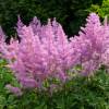 Astilbe Rose