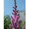 Astilbe Rose