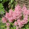 Astilbe Rose