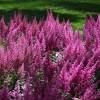 Astilbe Rose