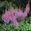 Astilbe Rose