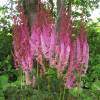 Astilbe Rose