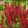 Astilbe Rouge